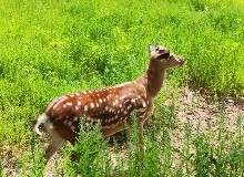 【東鰲鹿訊】鹿茸是唯一可再生的！鹿茸頂端較根部更為珍貴！