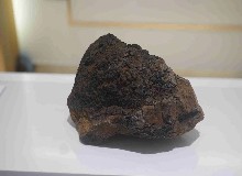 【辟謠】鹿茸是鹿角，樺樹(shù)茸是樺樹(shù)的角嗎？