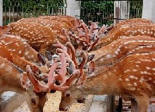 新西蘭鹿業(yè)產(chǎn)品待開發(fā)中國市場