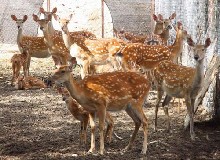 鹿的無機(jī)鹽飼料