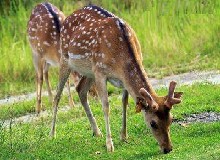 梅花鹿飼料七大類