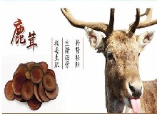 鹿茸泡酒養(yǎng)生與配方知識(shí)
