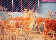 成年母鹿的飼養(yǎng)管理技術(shù)