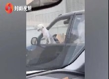驚呆路人，奇葩司機(jī)一心三用，駕駛擼狗讀書(shū)全不誤