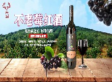 歐洲水果之王竟是它？不老莓有什么特別之處？