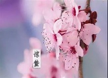 驚蟄喝鹿酒|仲春人如新！一陣催花雨，數(shù)聲驚蟄雷...