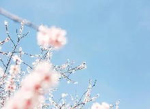 清明踏春時，梅花酒肉宴