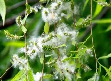 又一波楊柳絮引發(fā)過敏，是時候增強免疫力了！