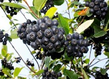 高居美國(guó)FDA食品認(rèn)證抗衰老水果榜首的竟是它！