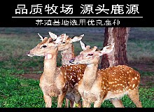 【小寒】鹿產(chǎn)品新年特輯