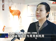 小小梅花鹿，引領(lǐng)大產(chǎn)業(yè)